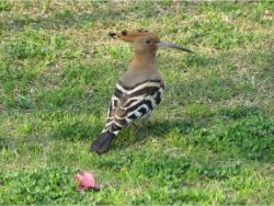Eurasian Hoopoe